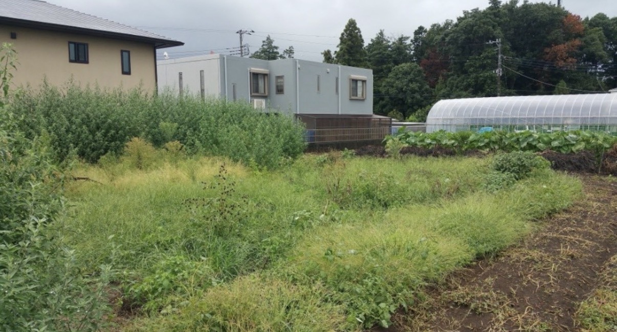 空き地の草刈りの作業前