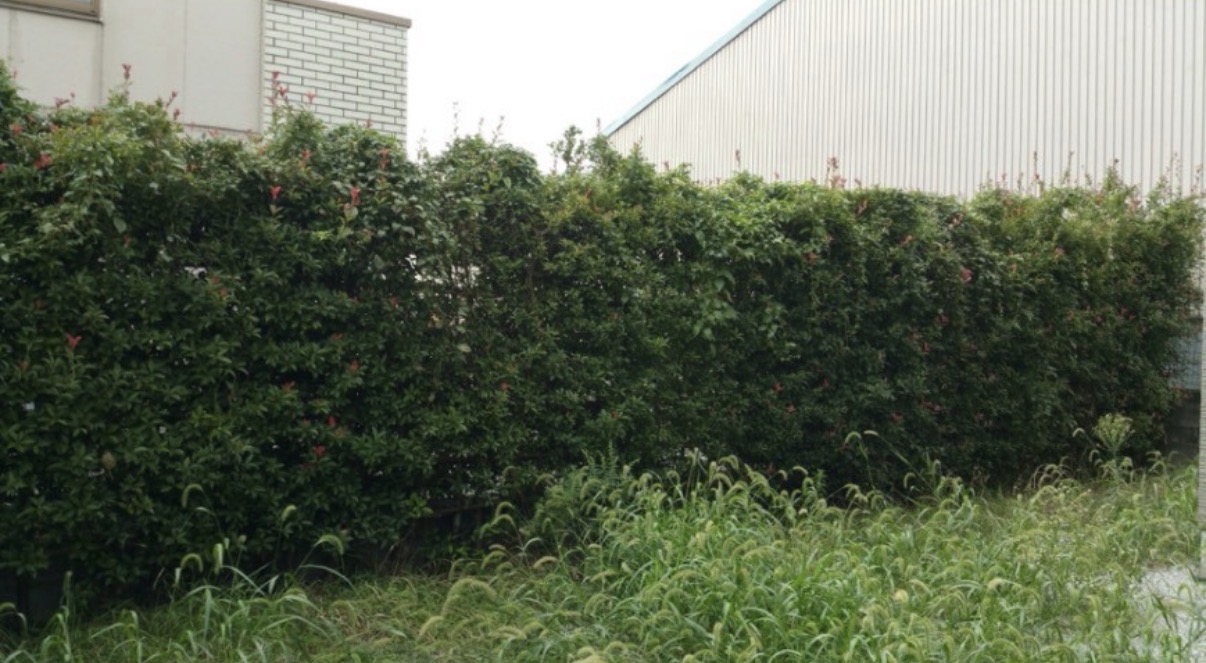 生垣の剪定と足元の除草の作業前